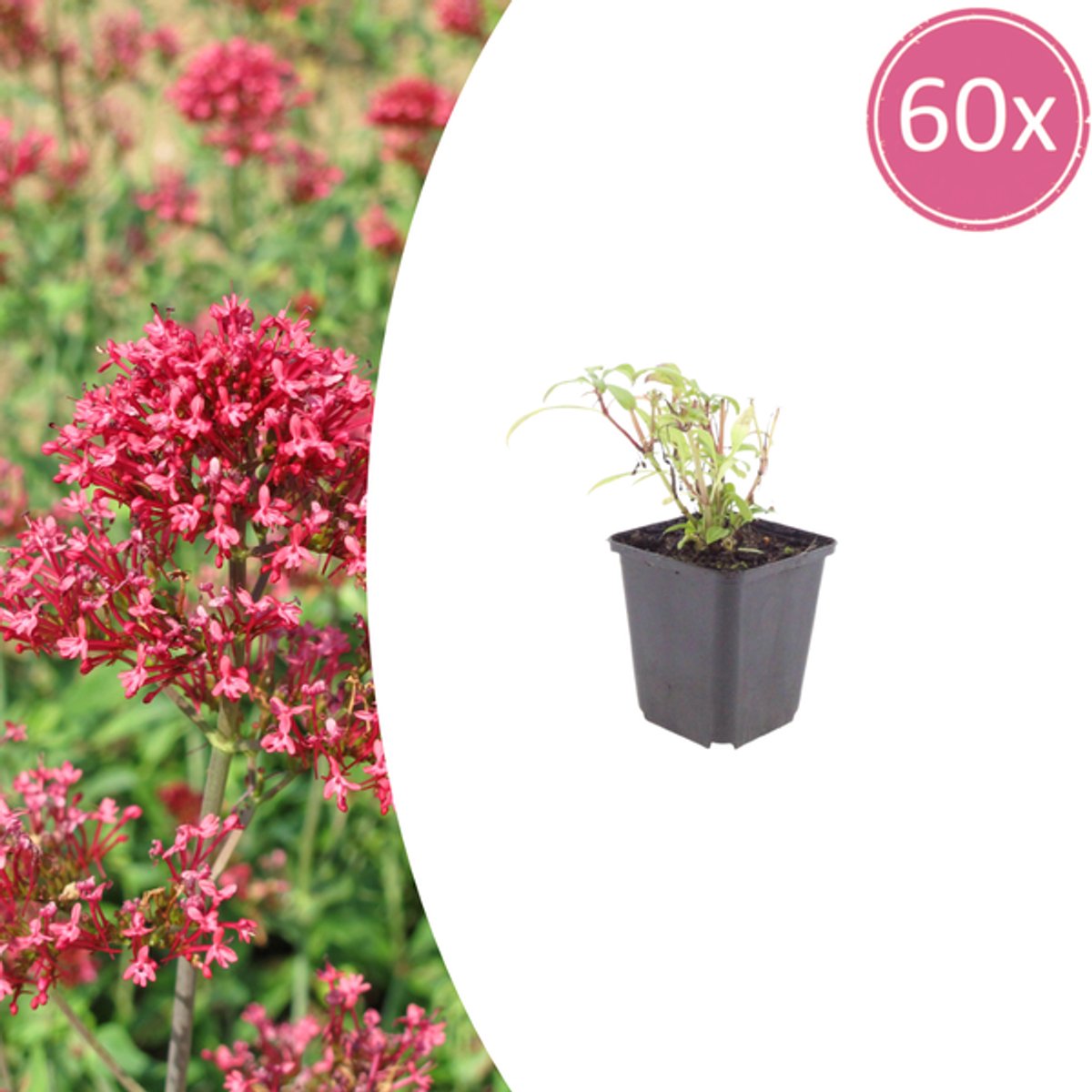 60x Centranthus ruber 'Coccineus' - 10-25cm - Ø9cm