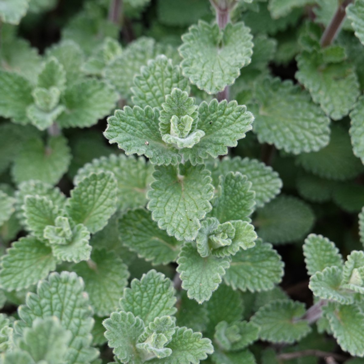 48x Calamintha n. nepeta - 10-25cm - Ø9cm