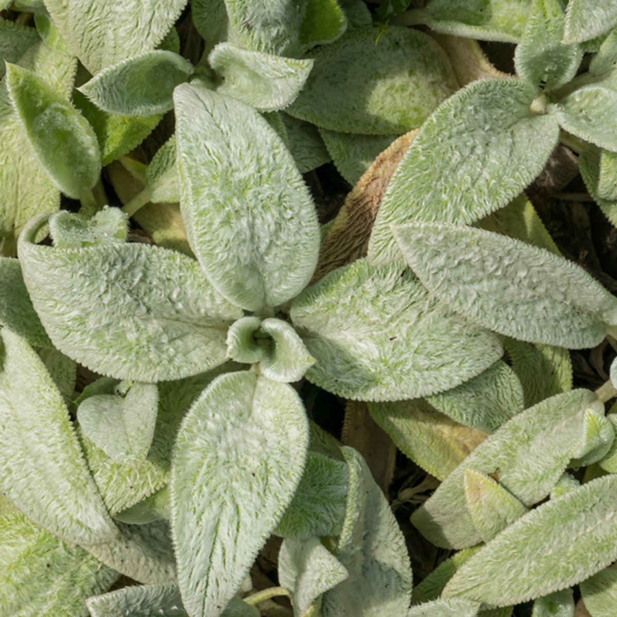 60x Stachys byzantina 'Silver Carpet' - 10-25cm - Ø9cm