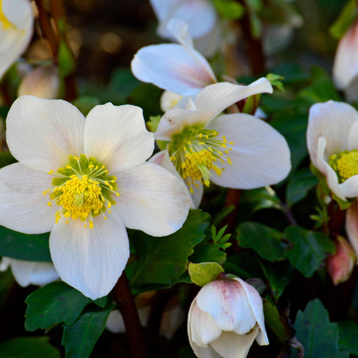 60x Helleborus niger - 10-25cm - Ø9cm