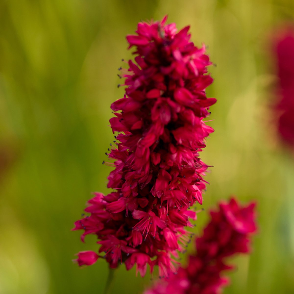 12x Persicaria a. 'Blackfield' - 10-25cm - Ø9cm