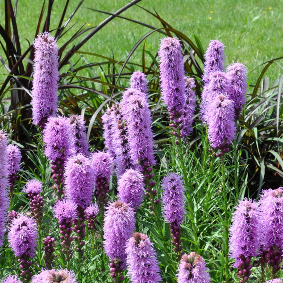 48x Liatris spicata - 10-25cm - Ø9cm