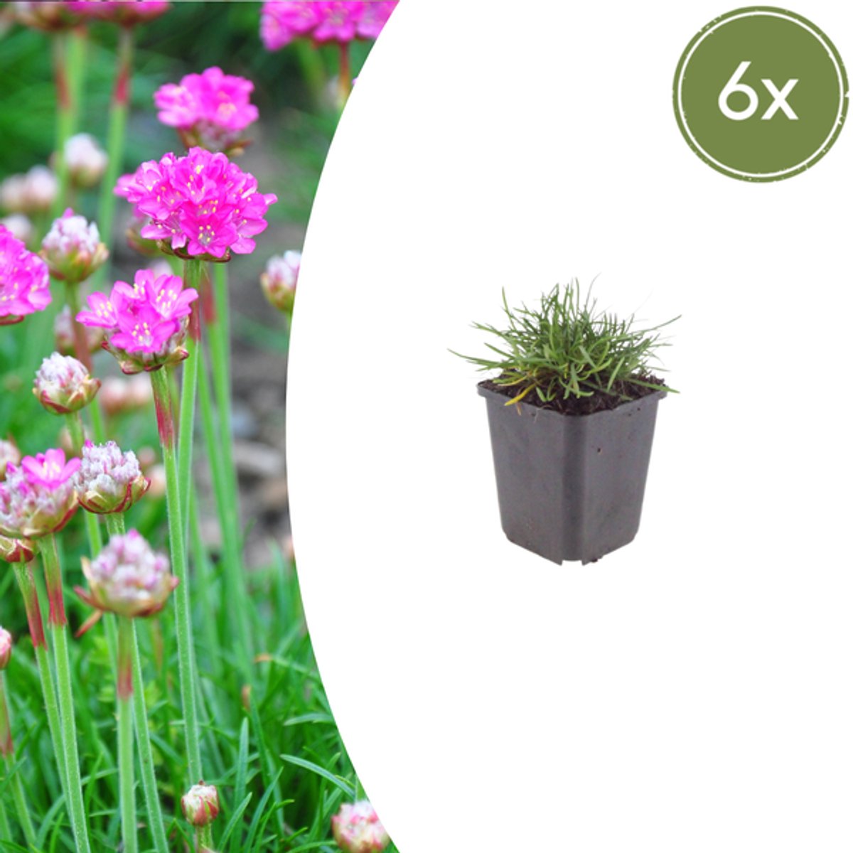 6x Armeria m. 'Splendens' - 10-25cm - Ø9cm