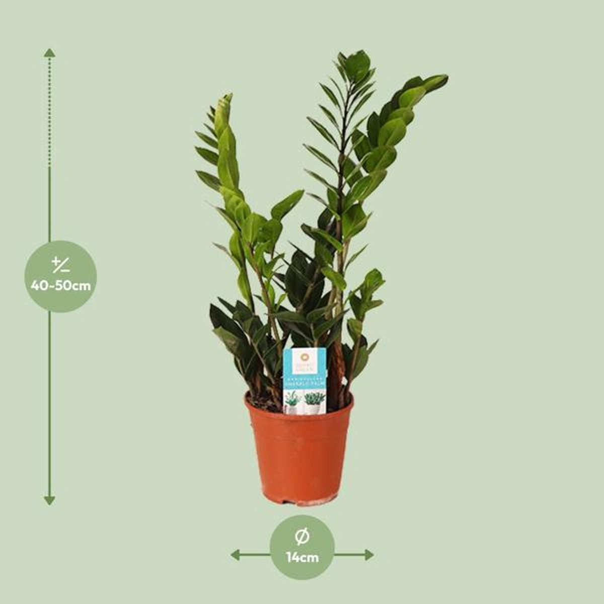 Zamioculcas Zamiifolia (ZZ-plant) - Ø14cm - 45cm