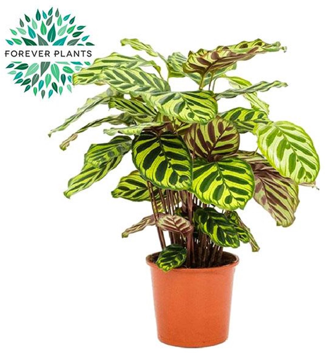 Calathea Makoyana - Ø17cm - 55cm