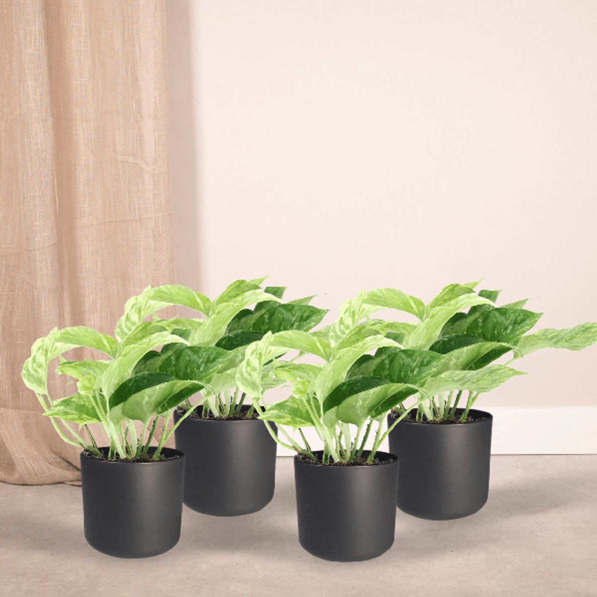 Epipremnum Marble Queen - 4 stuks - Ø12cm - 15cm