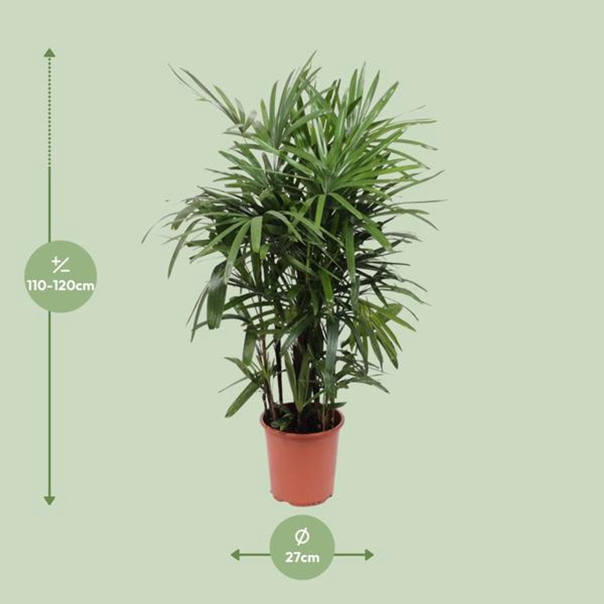 Rhapis Excelsa - Ø27cm - 120cm