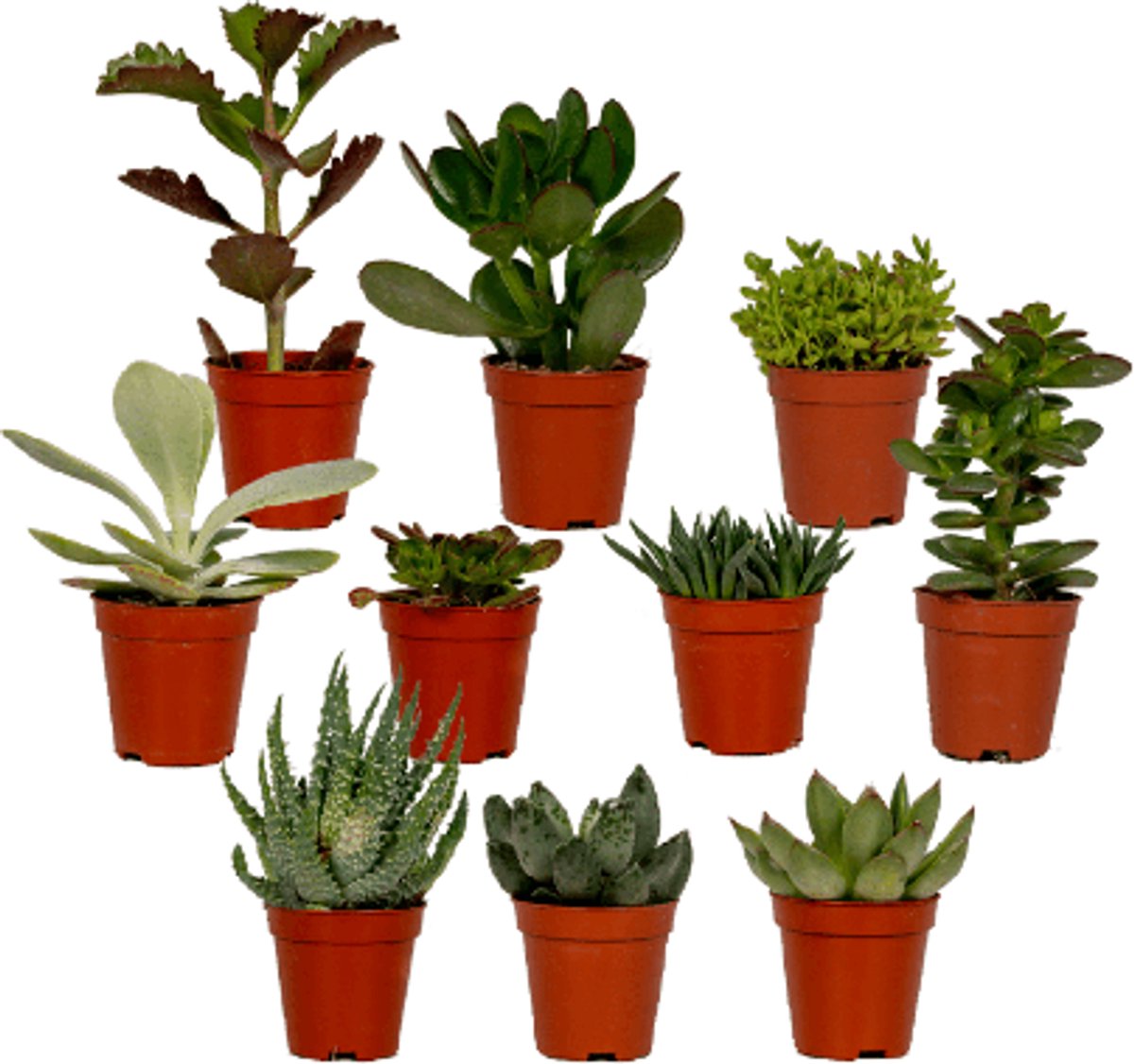 Succulenten Mix - 10 stuks - Ø5,5cm - 7cm