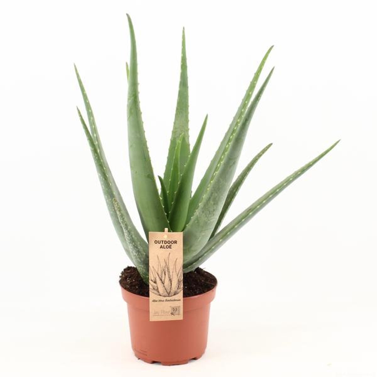 Aloë Vera - Ø19cm - 70cm