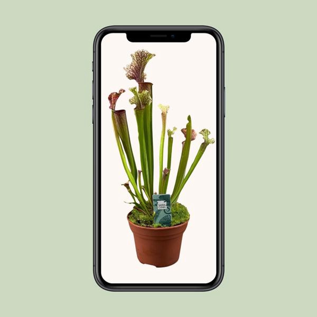 Sarracenia Judith Hindle - Ø12cm - 30cm