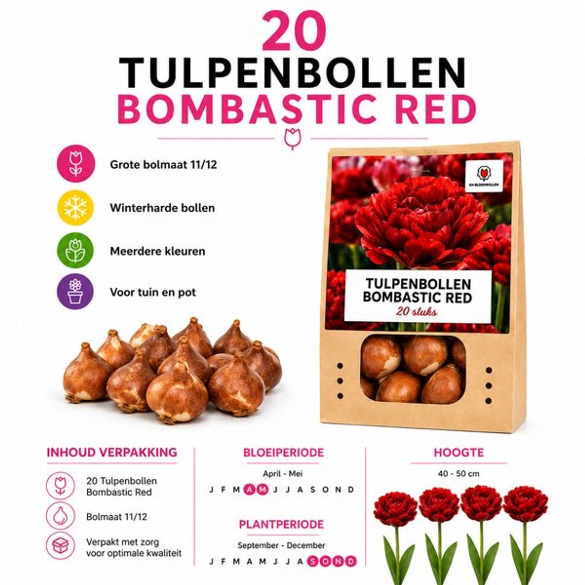 Tulpenbollen Bombastic Red – 20 Stuks | Rode Pioentulp – Dubbelbloemig & Luxe – Voor Tuin of Pot – Maat 11/12 – Vers van de Teler!