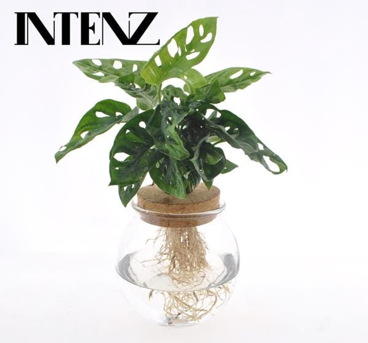 Monstera Adansonii in Bolglas + Klikkurk - Ø12cm - 25cm