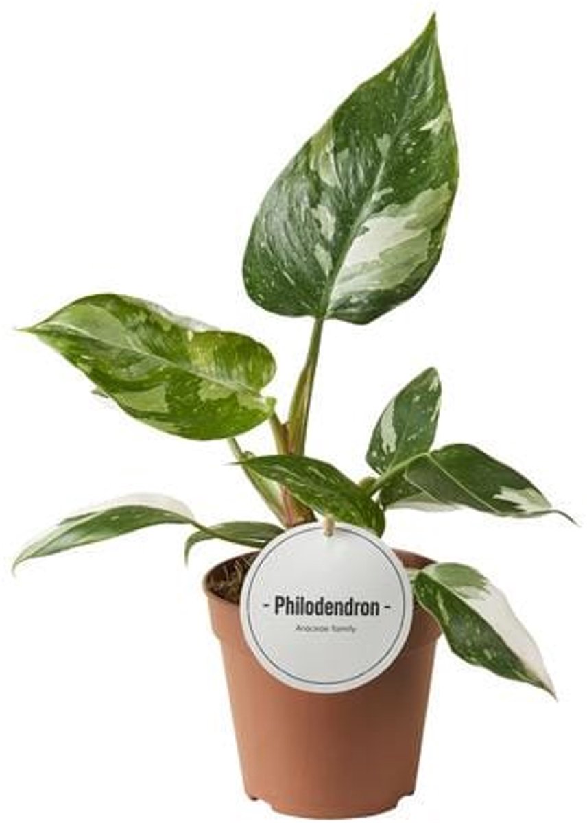 Philodendron White Princess - Ø12cm - 30cm
