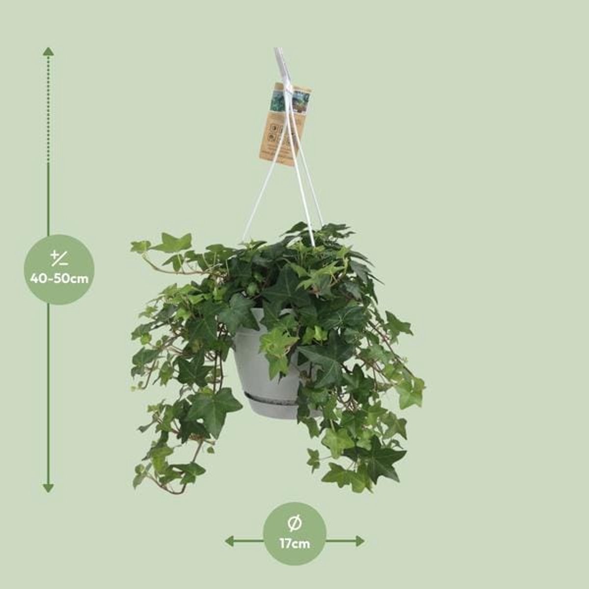 Hedera Helix Groen - Hangpot Wit / Basic - Ø17cm - cm
