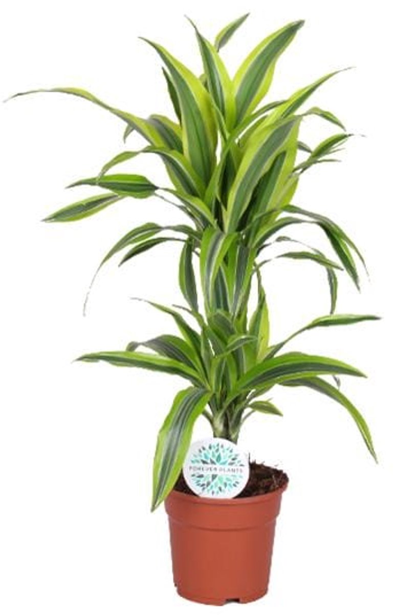 Dracaena Lemon Lime - Ø17cm - 65cm