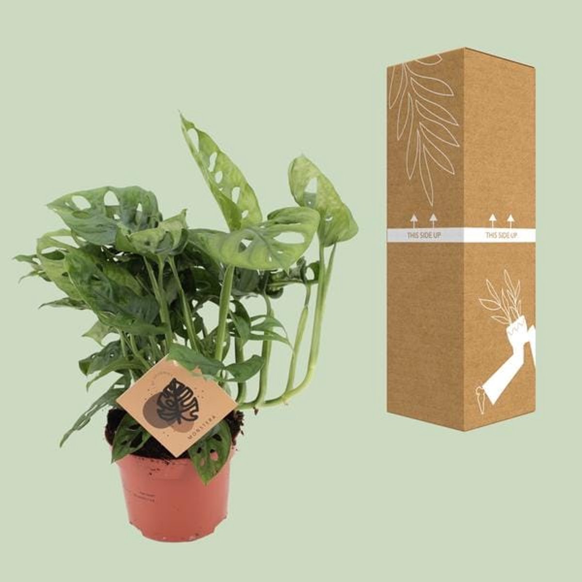 Monstera Monkey - Ø12cm - 30cm