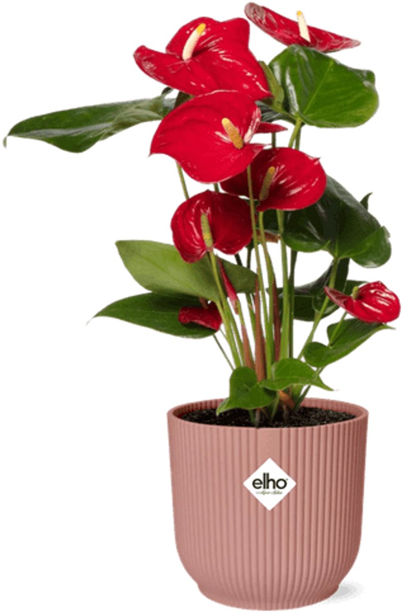 Anthurium Red 12cm in ELHO Vibes Fold 14cm roze