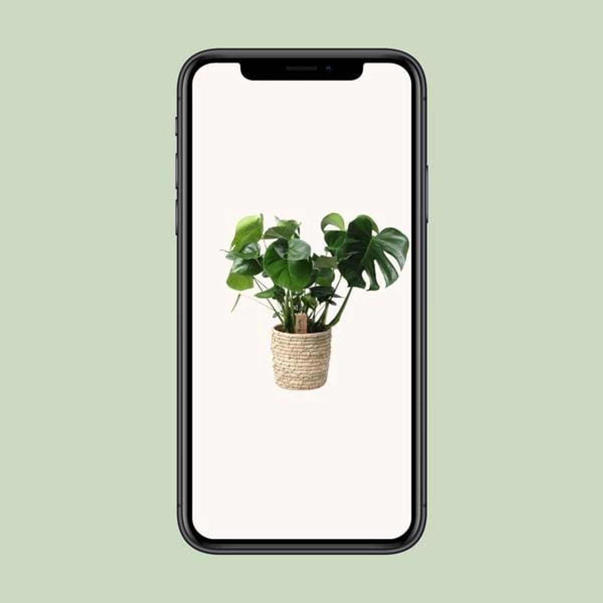 Monstera In Basket Palmleaf - Ø21cm - 60cm