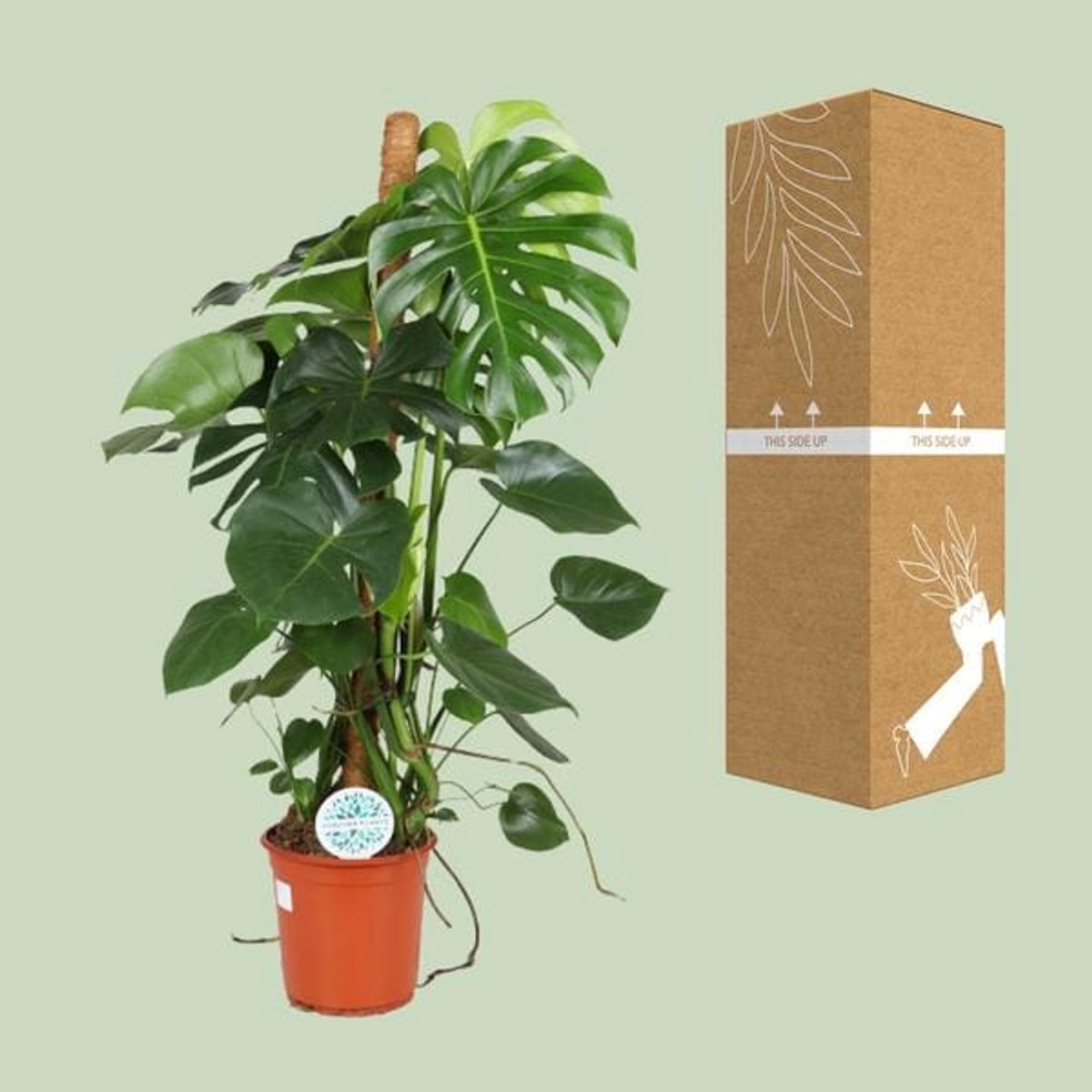 Monstera Deliciosa (Gatenplant) - Ø24cm - 105cm
