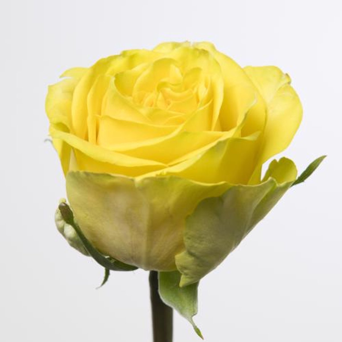 20x Rosa sunchaser 40cm