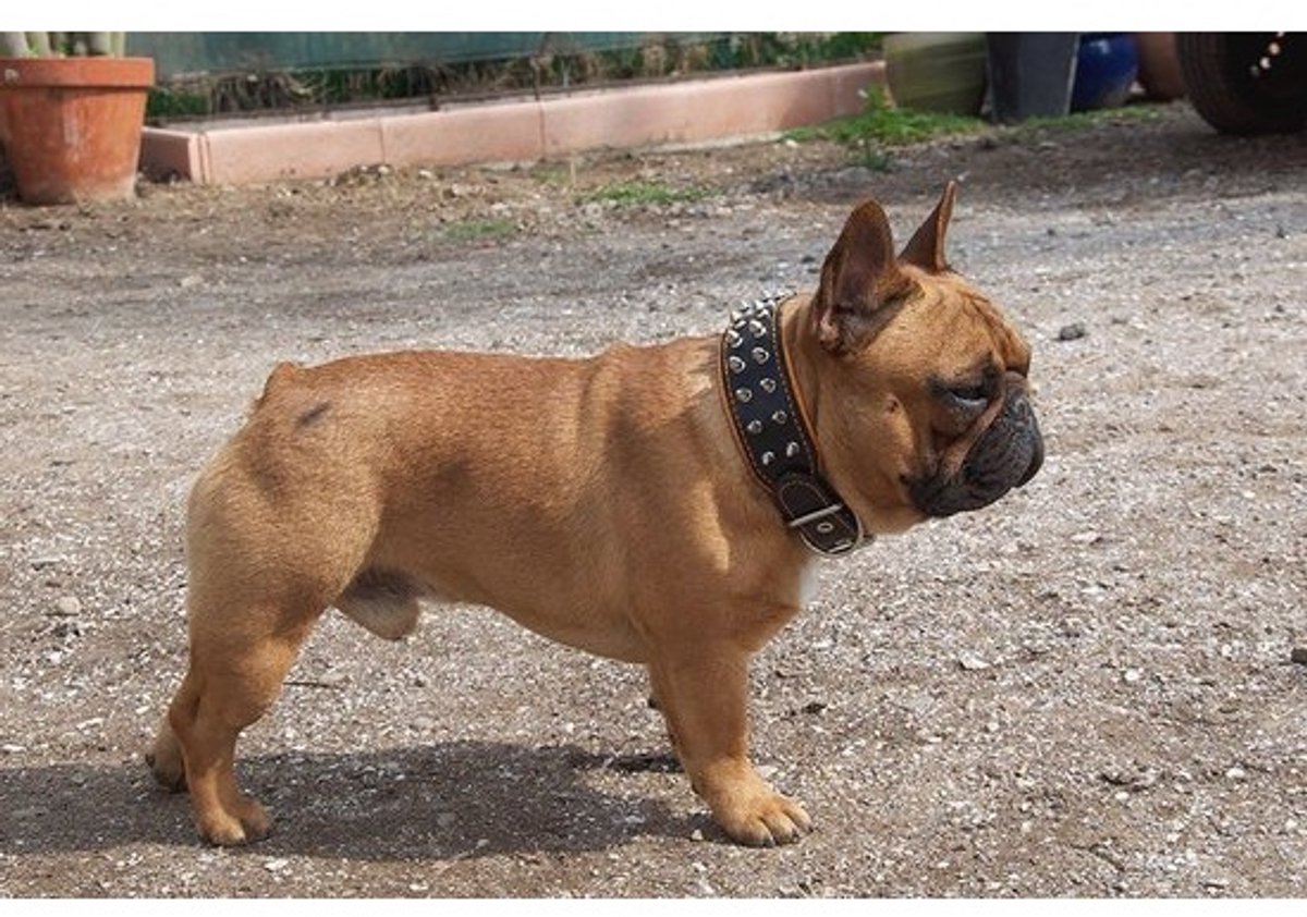 Hondenhalsband van 100% leer met unieke stijl voor kleine en middelgrote honden