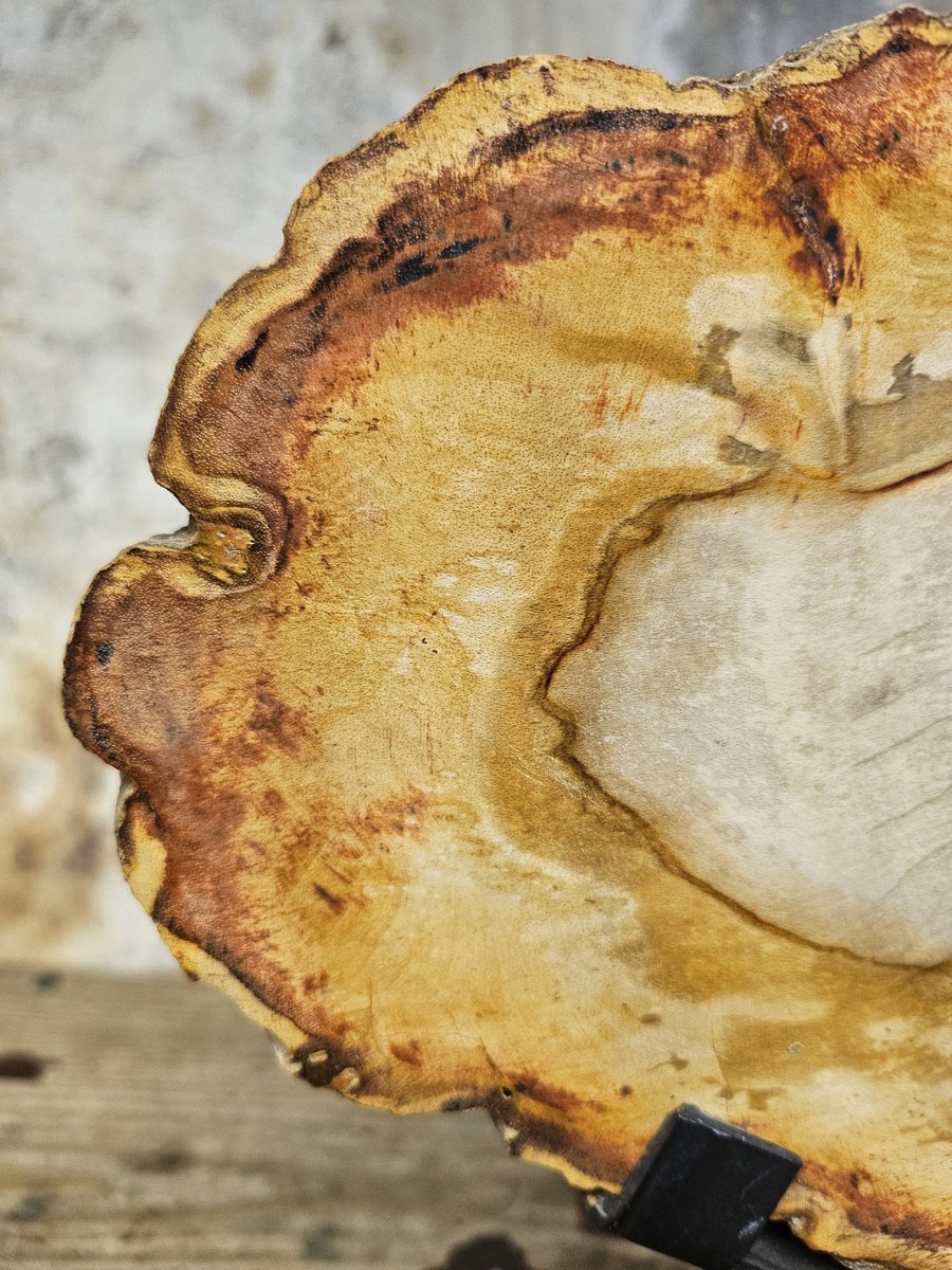 Versteend hout beeld