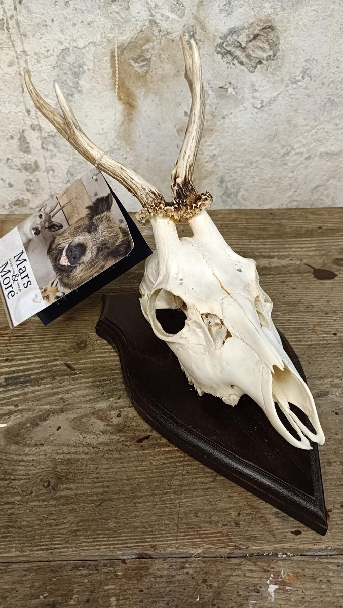 trofee schedel reebok op hout 20cm