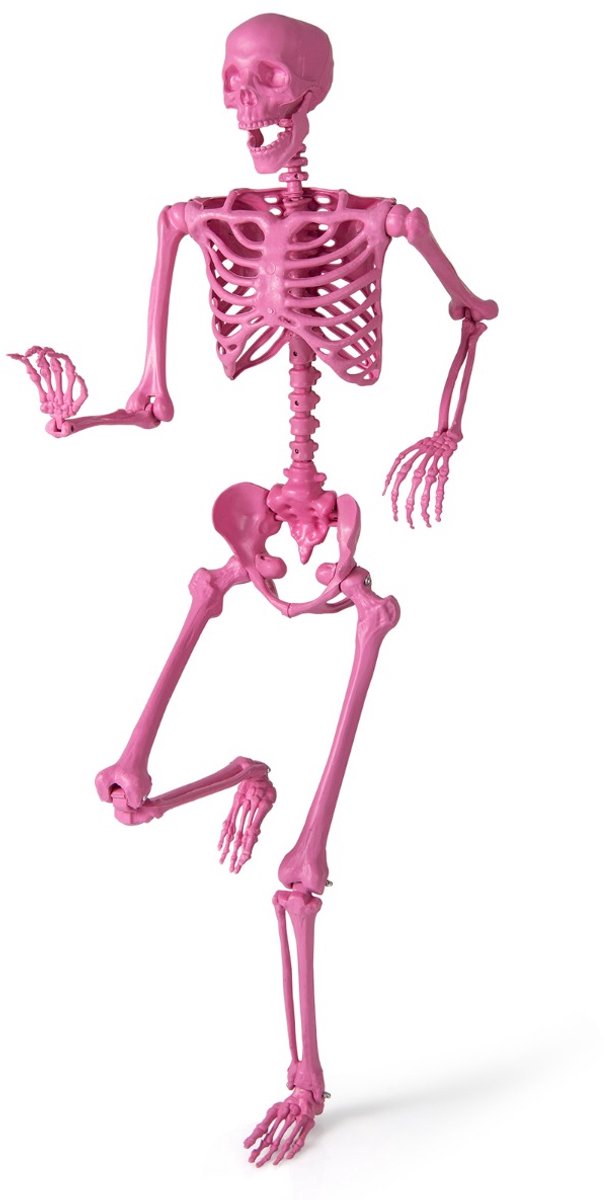 SureDeal® - Hallowe - Halloween Skelet Levensgroot - Beweegbare Gewrichten Halloween - 160x36 cm - Roze