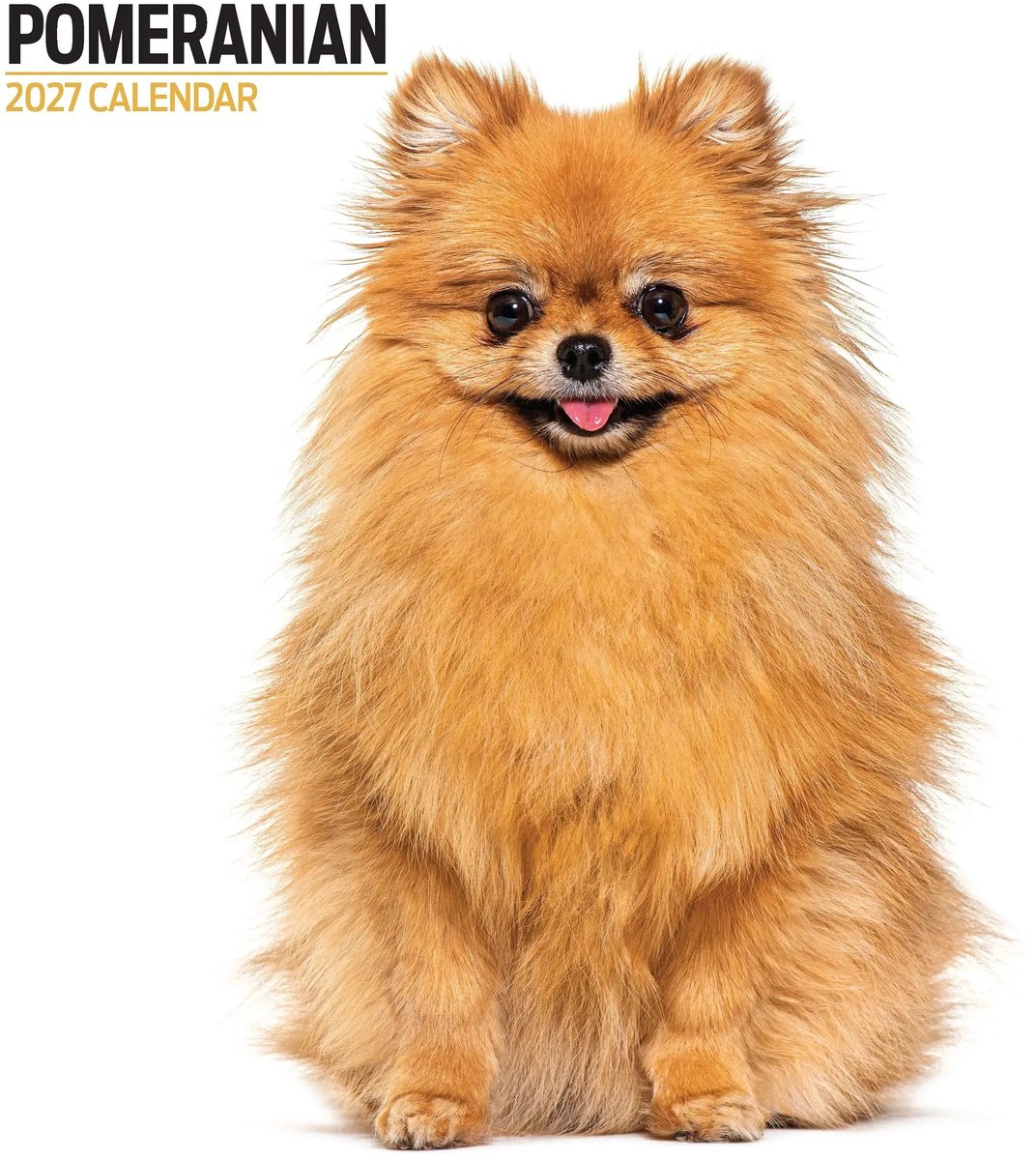 Pomeranian Modern Kalender 2027