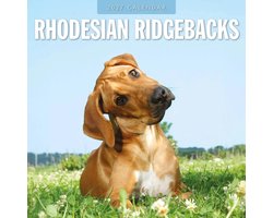 Rhodesian Ridgeback Kalender 2027