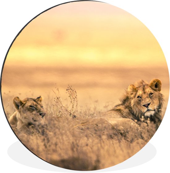 WallCircle - Wandcirkel - Muurcirkel - Leeuwen - Gras - Lucht - Aluminium - Dibond - 60x60 cm - Binnen en Buiten