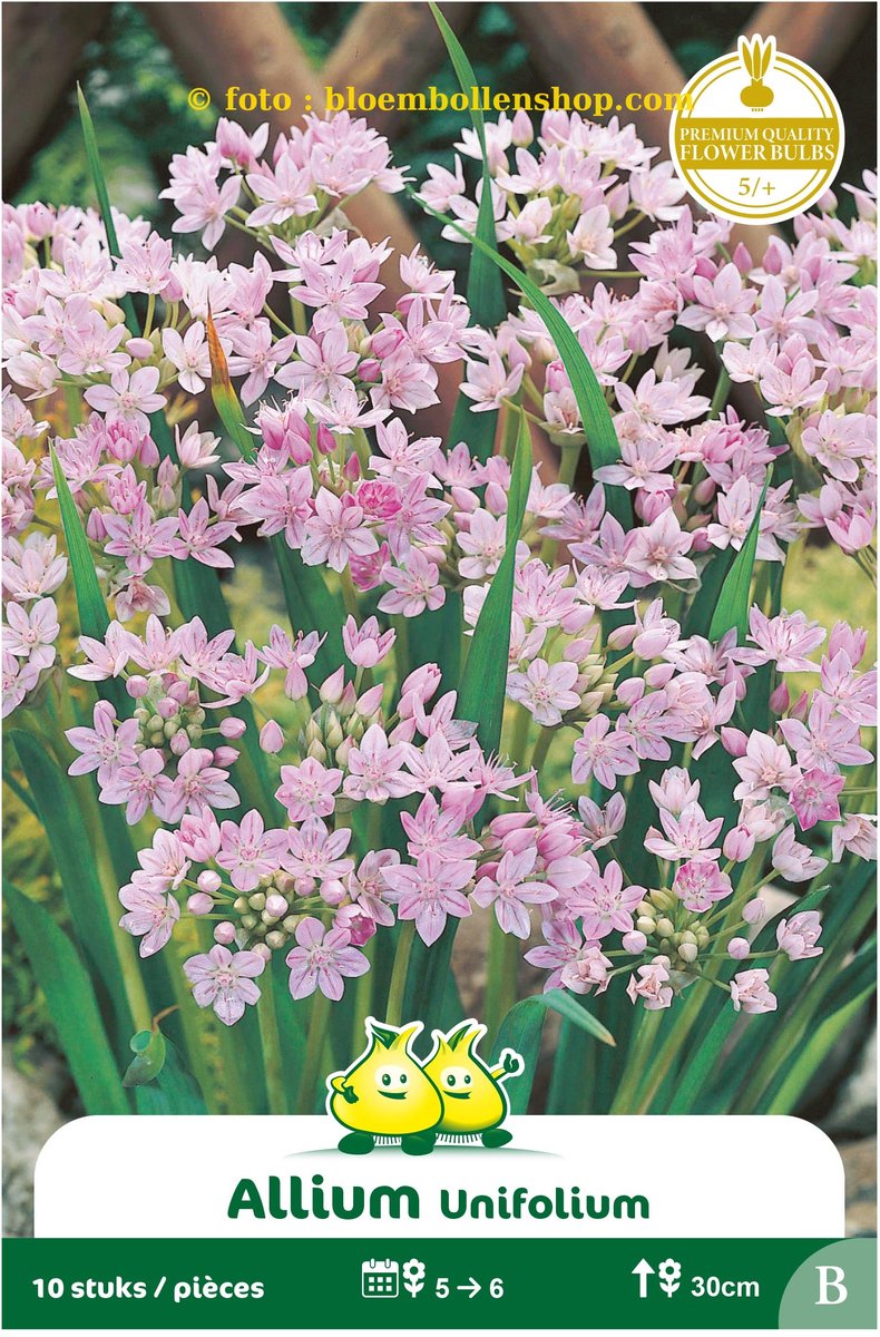 4 zakjes Allium Unifolium maat 5/+