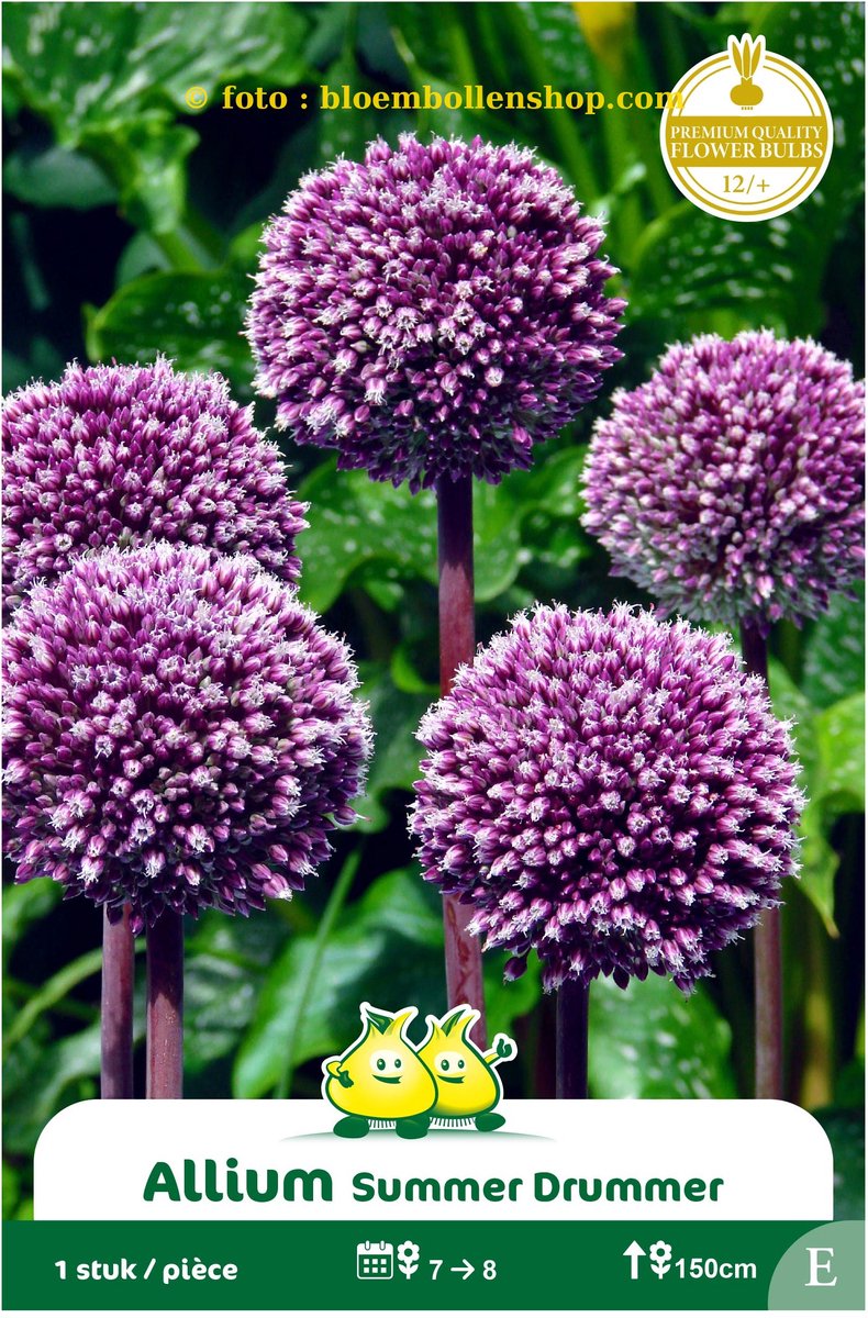 2 zakjes Allium Summer Drummer maat 12/+