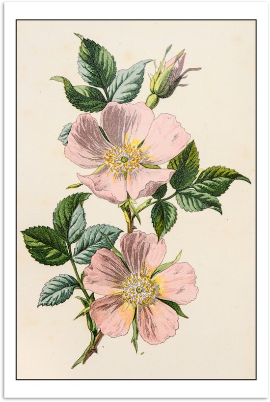Poster 20x30 cm - Bloemen - Hondsroos - Vintage - Posters - Kamer decoratie - Wanddecoratie woonkamer - Muurdecoratie slaapkamer
