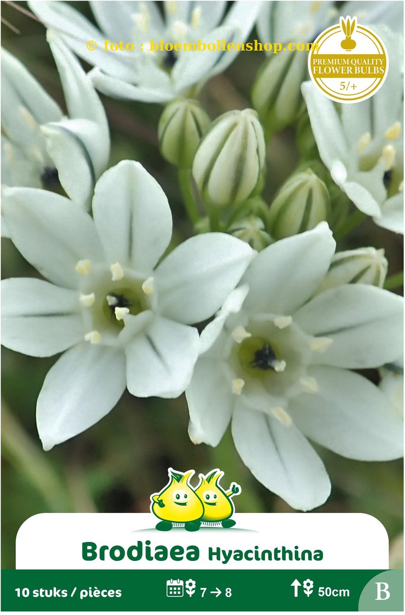 brodiaea- triteleia laxa Hyacinthina 50 bollen maat 5/+