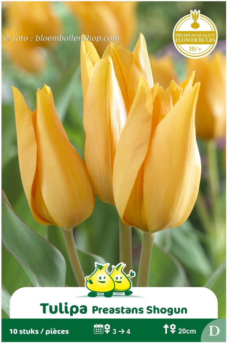 2 Zakjes Meerbloemige Tulpen Shogun maat 12/+