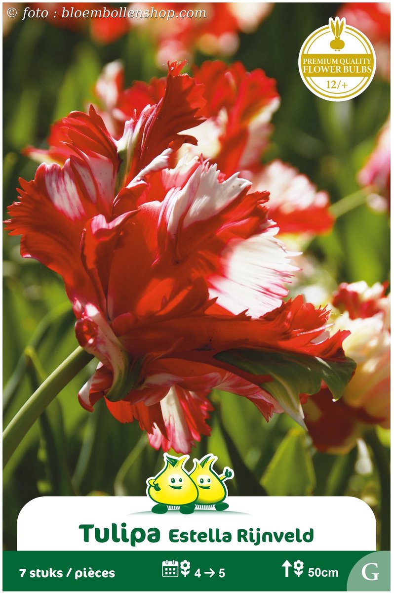 2 Zakjes Parkiet Tulpen Estella Reinveld maat 12/+