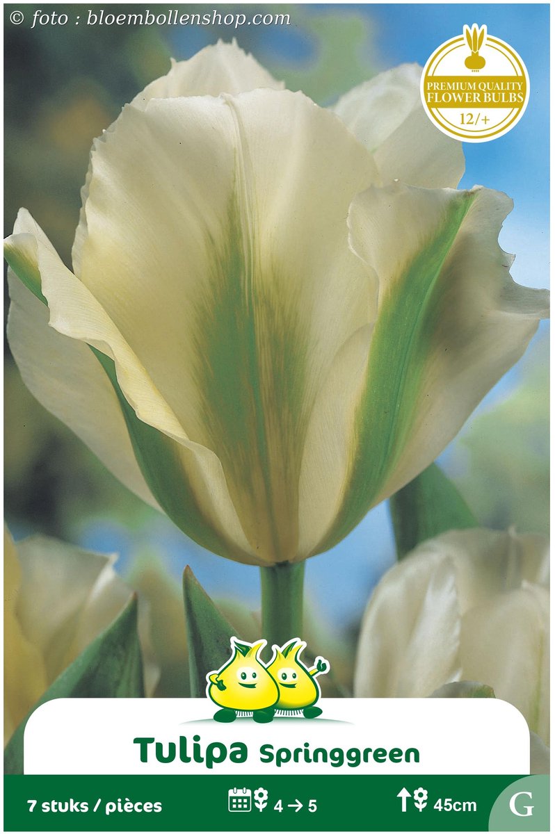 2 Zakjes Viridiflora Tulpen Springgreen maat 12/+
