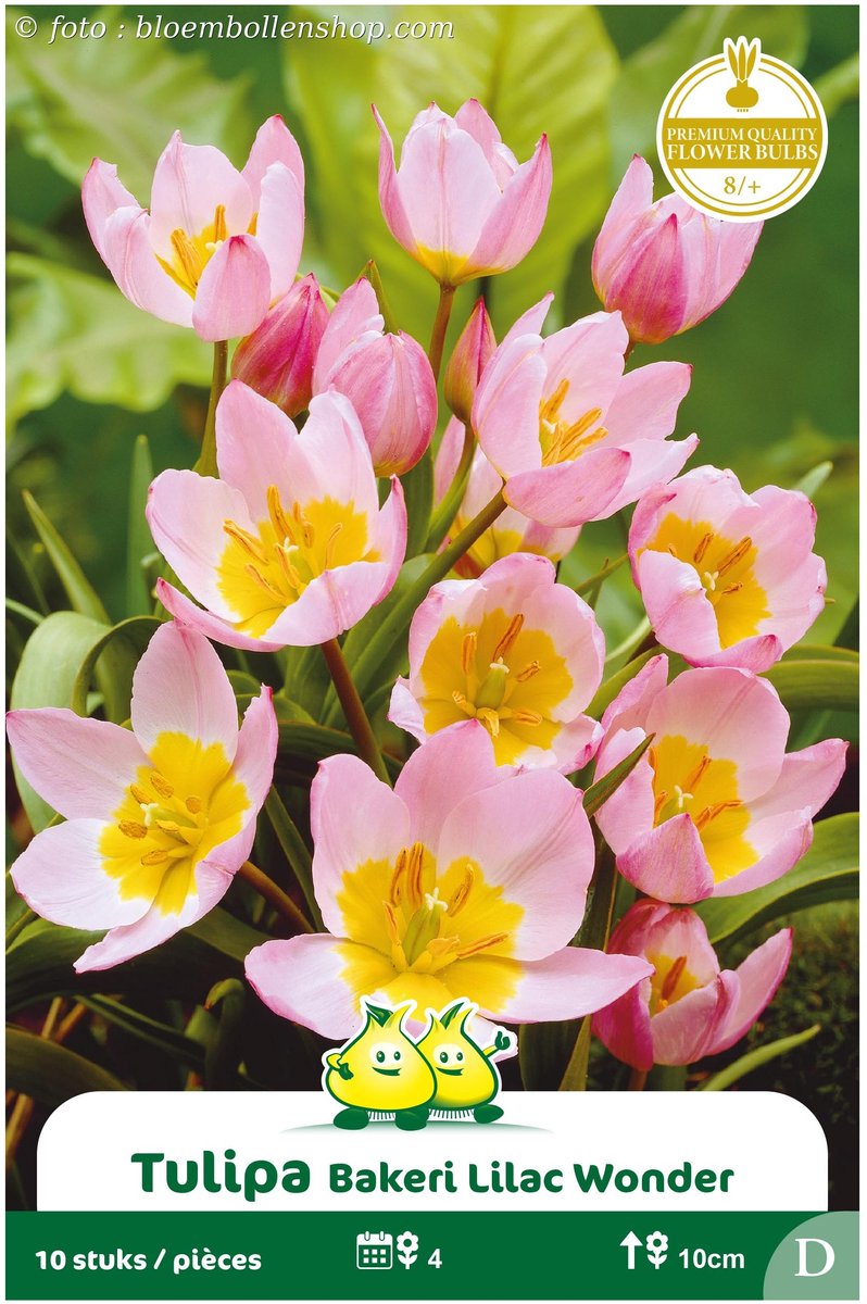 2 Zakjes Mini Tulpen Bakeri Lilac Wonder maat 8/+