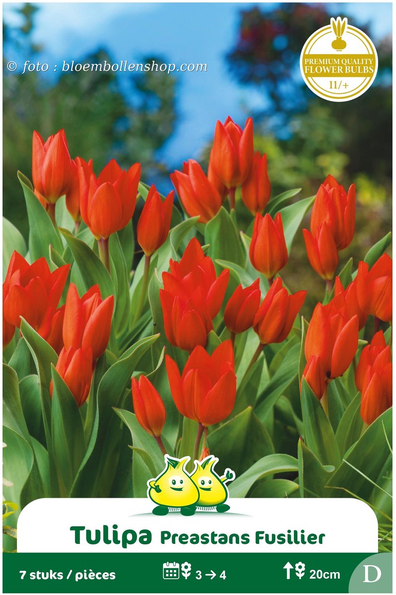 2 Zakjes Meerbloemige Tulpen Pres Fusilier maat 12/+