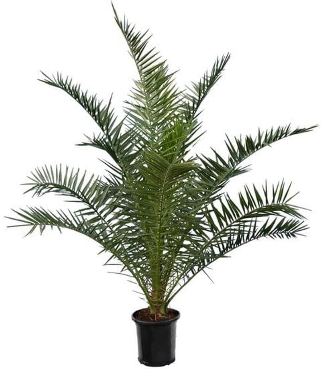 Dailygoods - Phoenix Canariensis - Canarische Dadelpalm - Set van 2 - Hoogte 140-160 cm