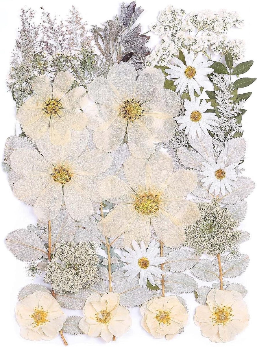 Gedroogde Bloemen - Geperste Bladeren - Ambachtelijke Projecten - Ruime Wintercollectie - Meer dan 50 Stuks - Winter Wit