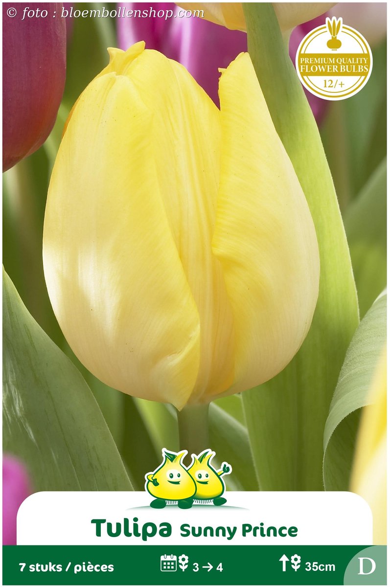 2 Zakjes Vroege Tulpen Sunny Prince maat 12/+