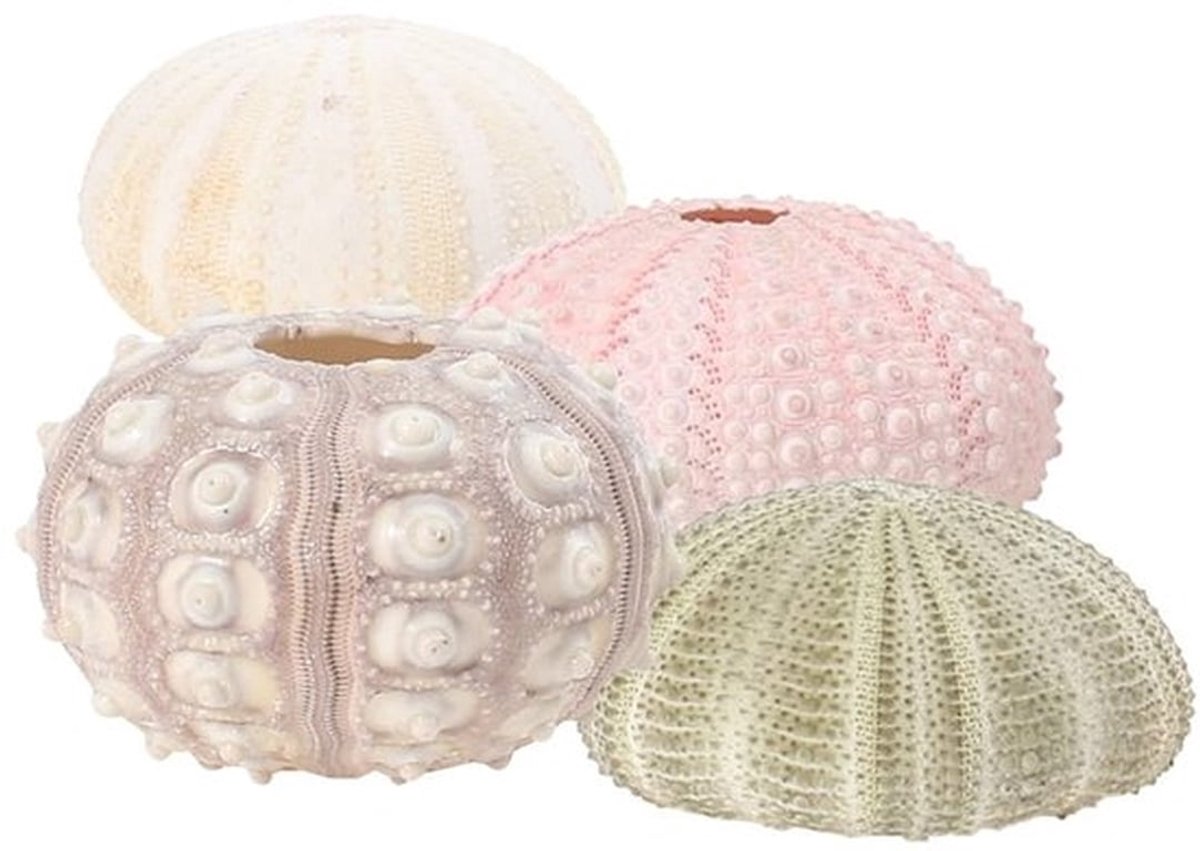 - Zee-egel ornament - Creatieve decoratie - Kleurrijk - Plantenpot voor Tillandsia - Multifunctioneel - Geschikt voor binnen