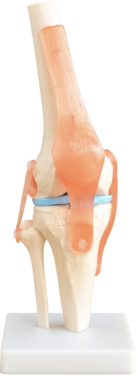Anatomisch skeletmodel kniegewricht lesmodel, levensgroot anatomisch lichaamsmodel van de knie met beweegbaar kniegewricht, kruisband en pees op standaard MedMod