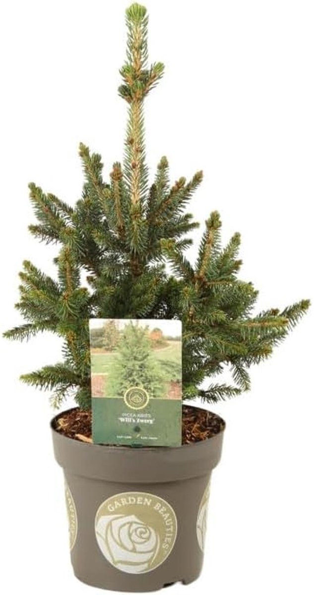 Dwerg Spar - Groenblijvende Conifeer - Kleine Tuin - Compacte Groeiwijze - 20/30 cm - Groen — afbeelding 3