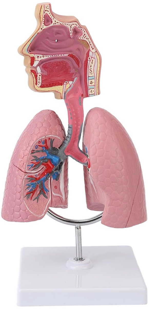 Dailygoods- Longmodel Anatomisch - 4D-model Ademhalingssysteem - Afneembaar Hart - PVC Materiaal - Educatief Leermiddel - Gedetailleerde Weergave - Ademhalingsmodel