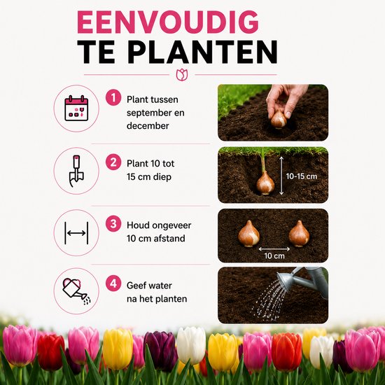 Illustratie van het planten van tulpenbollen in de grond, met de tekst 'Plant tussen september en december'.