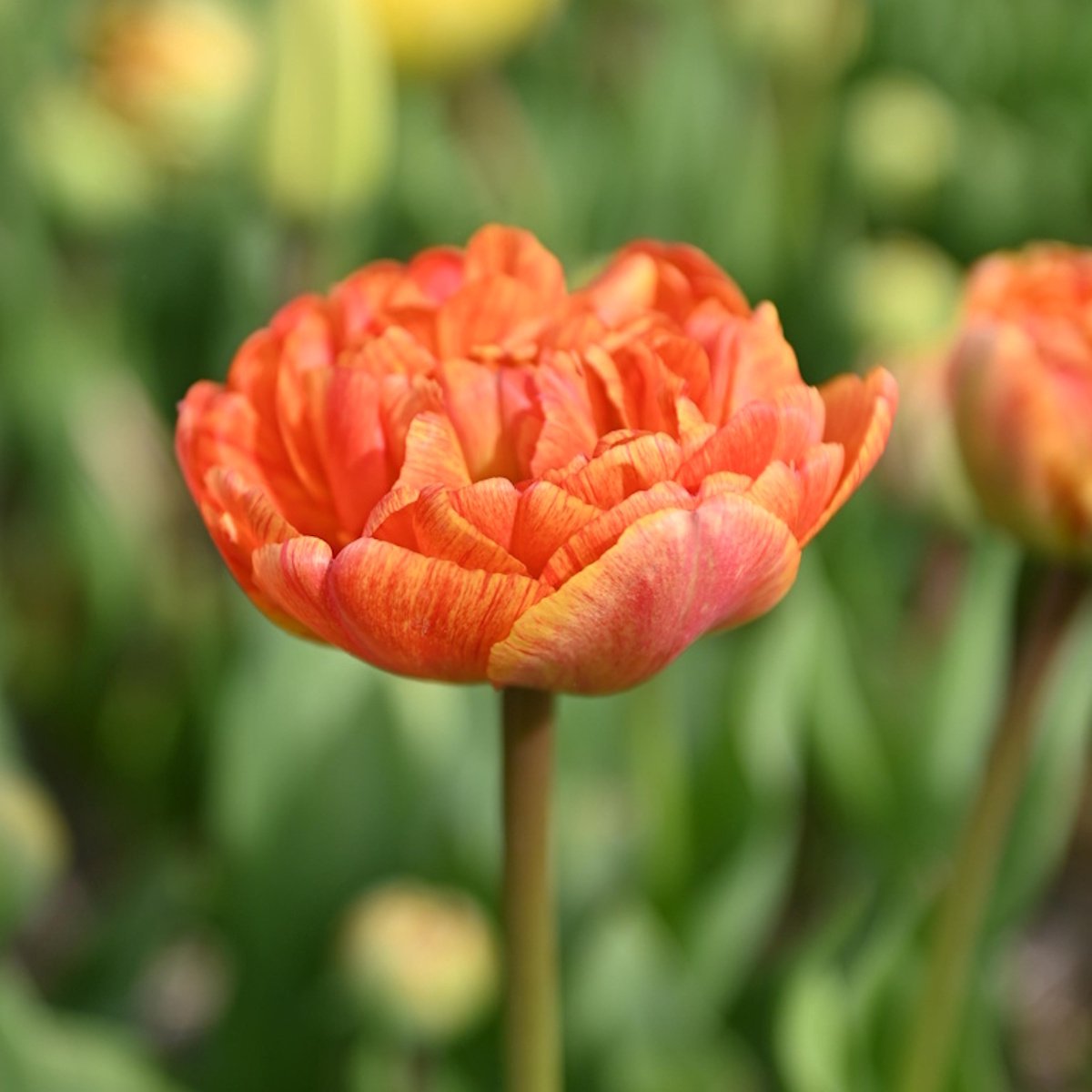 InVolleBloei Tulpenbollen 'Sunlover' – 30 stuks – Geel-Oranje Dubbele Tulpen – Voorjaarsbloemen – Bloembollen najaar planten