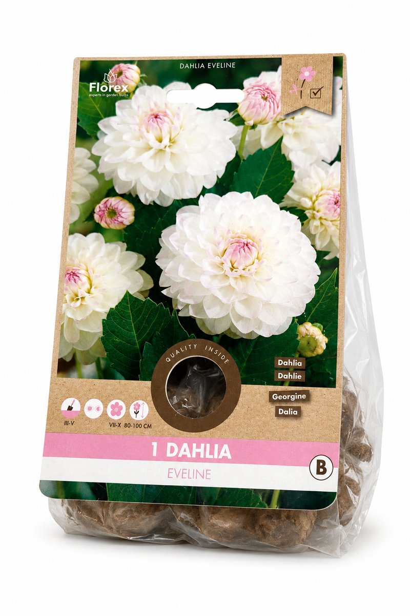 florex-dahlia-pompon eveline